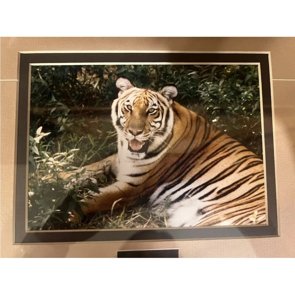 Rare Tiger Wildlife Photography Print & Stamp Signed By Walter Kuck, Framed